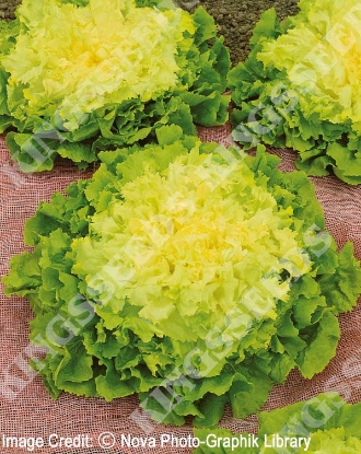Picture of Organic Endive Blonde Full Heart